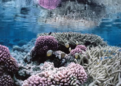 Coral Reef at Palmyra Atoll