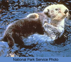 Sea Otter with Young