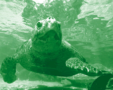 sea turtle